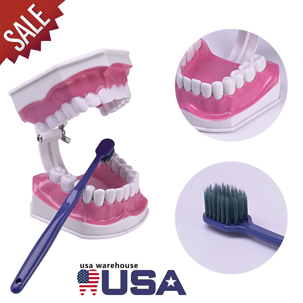 Dental Typodont Demonstration Model Removable 28 Teeth 2 Time Large Study Model