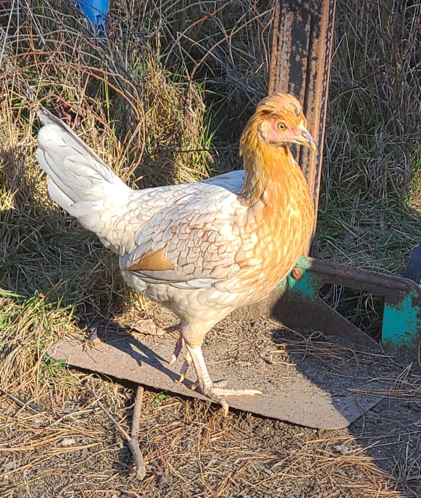 BLUE TOPPYS HATCHING EGGS 6+