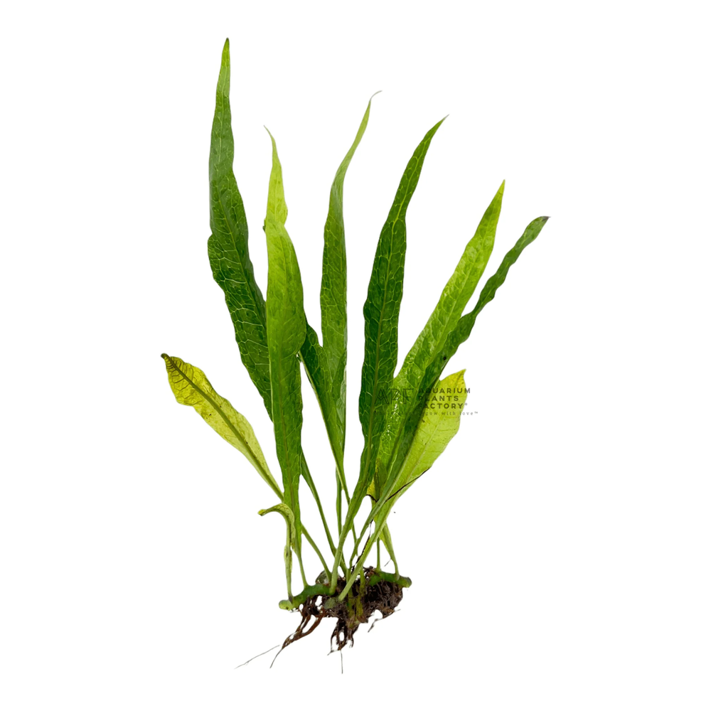 Java Fern Black Forest | Aquarium Plants Factory®