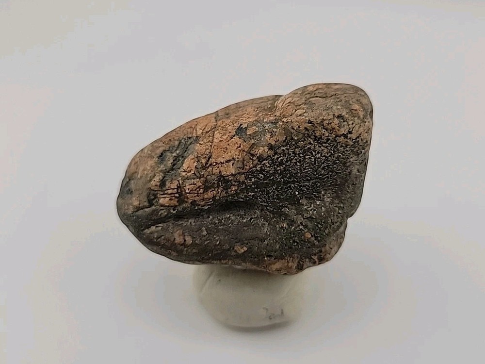 Real Permineralized Bird Egg Fossil