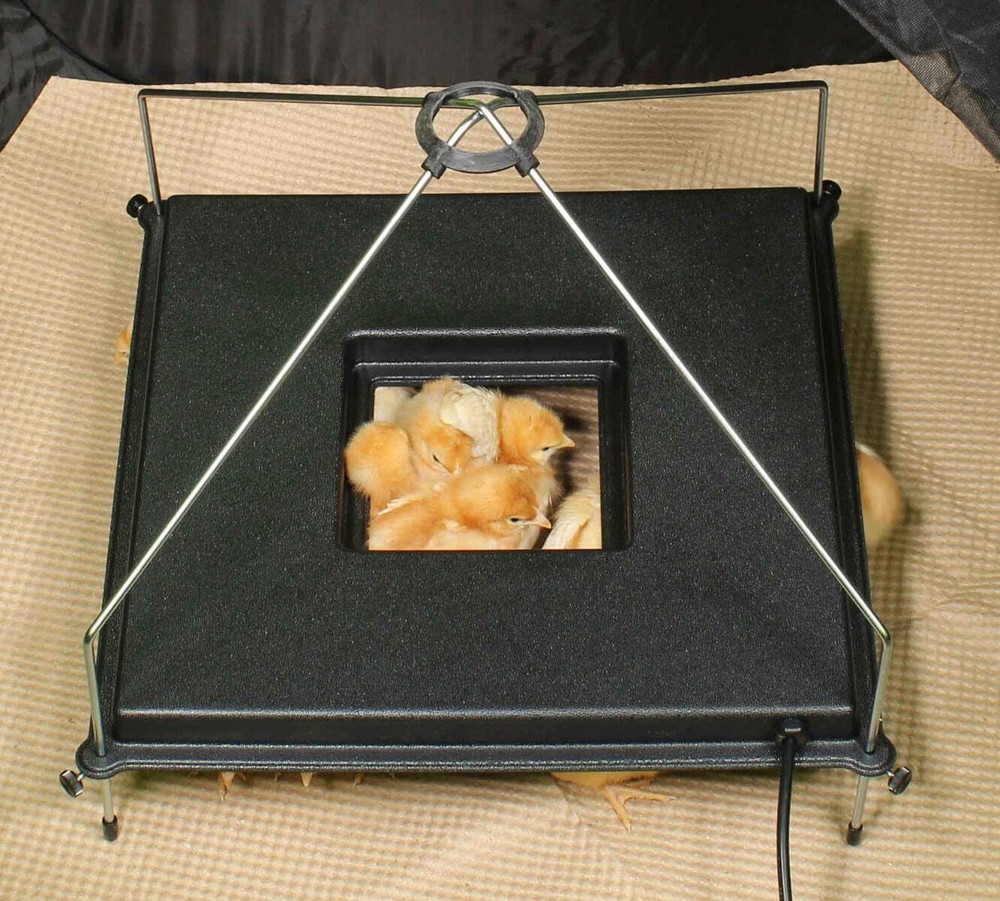 Incubator Warehouse Insta Brooder™ with Vrooder™ Heater Plate