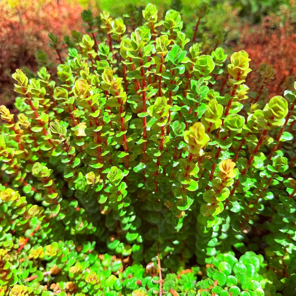 Rotala Blood Red