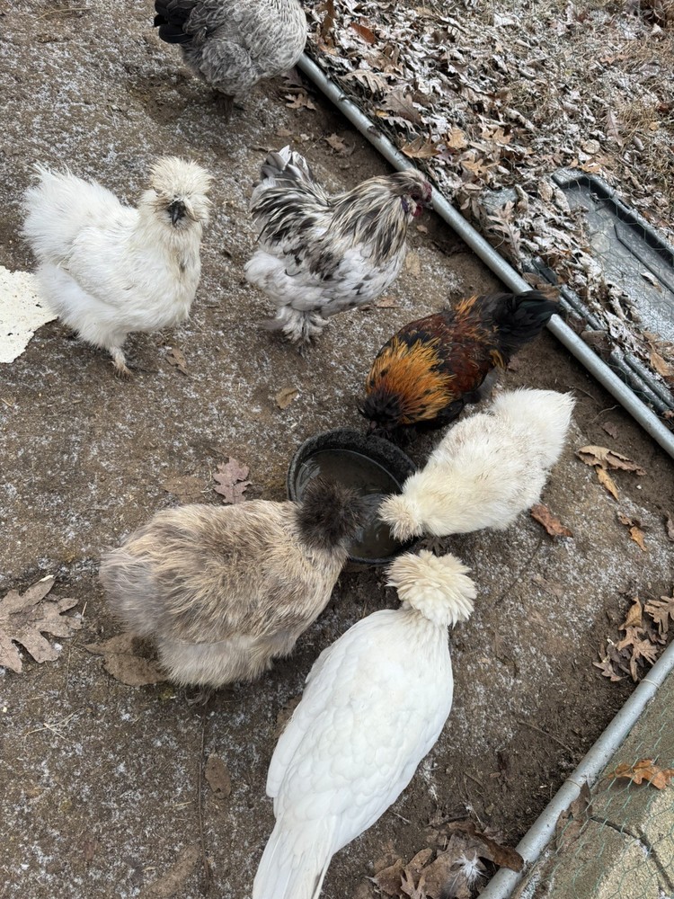 10 “Who’s Your Daddy?” Hatching Chicken Eggs 🤍