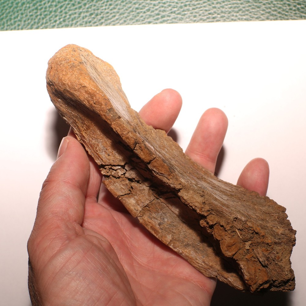 Huge Dinosaur Vert Process - Hell Creek Formation - Late Cretaceous - Nice Sized