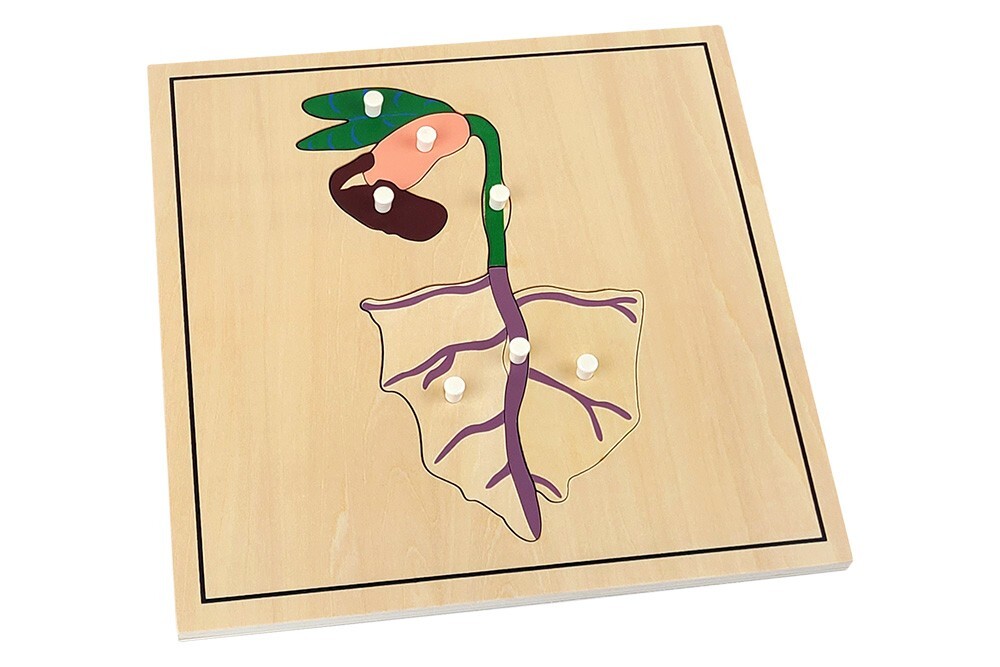 Growing Process Puzzles - MONTESSORI BIOLOGY / BOTANY MATERIALS