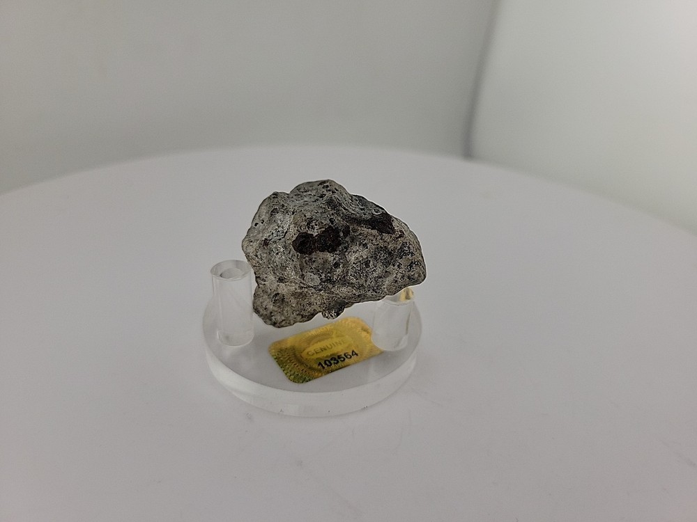 Full Dinosaur Fossil Skull Authentic