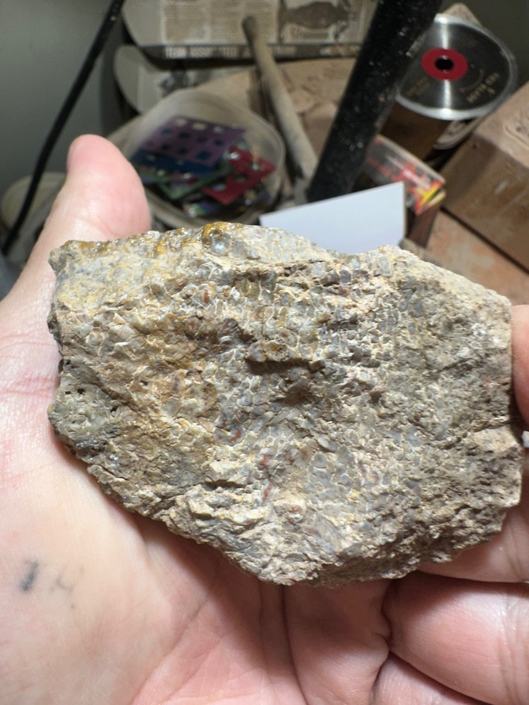 Dinosaur bone rough **hxtled end cut.