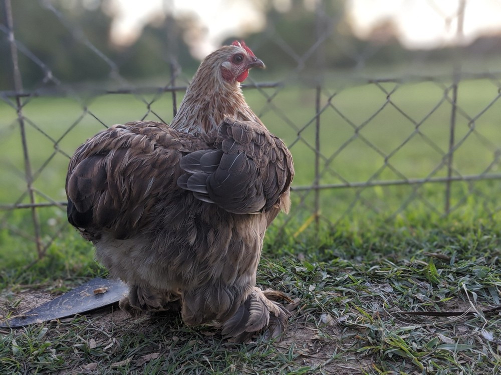 12++ Bantam Cochin Hatching Eggs