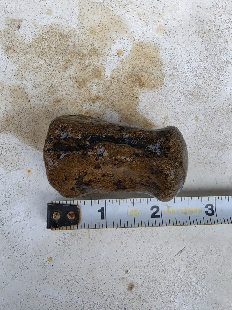Partially Digested Mosasaur Vertebrae Bones Fossil TX Tylosaur