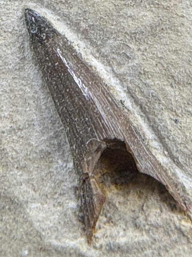 Crocodile Tooth- Green River Formation- Eocene- Wyoming