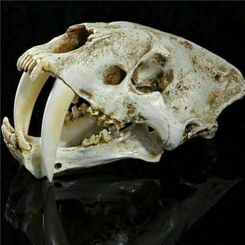 Resin 1:1 simulation Saber Tooth Tiger sabertooth skull Smilodon
