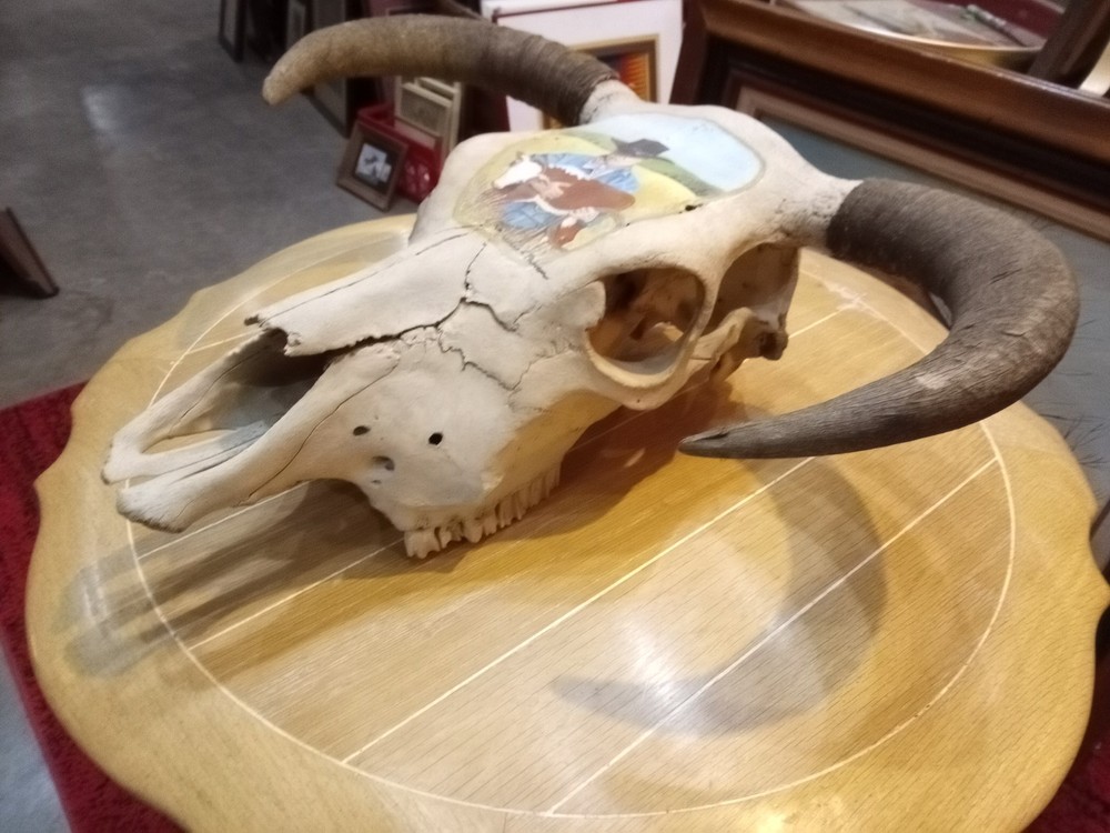 Charles E. Palmer Signed and Painted Bison Skull