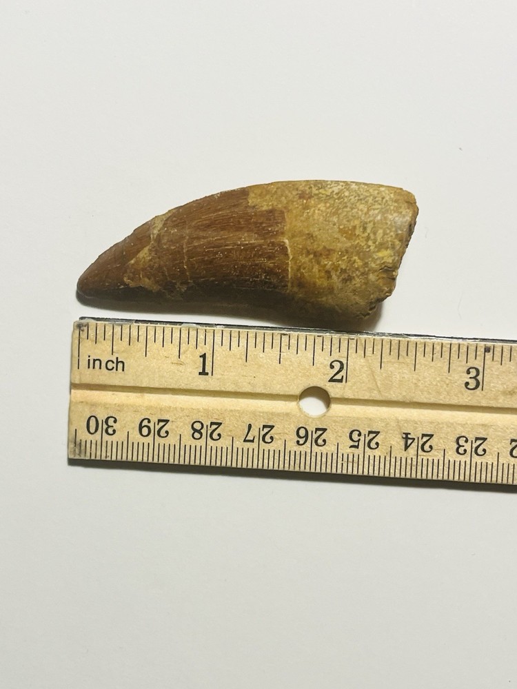 Carcharodontosaurus Tooth Fossil
