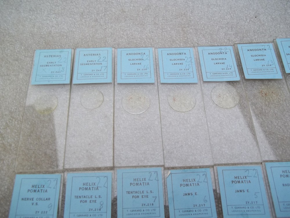 Vintage Glass Microscope Slides -