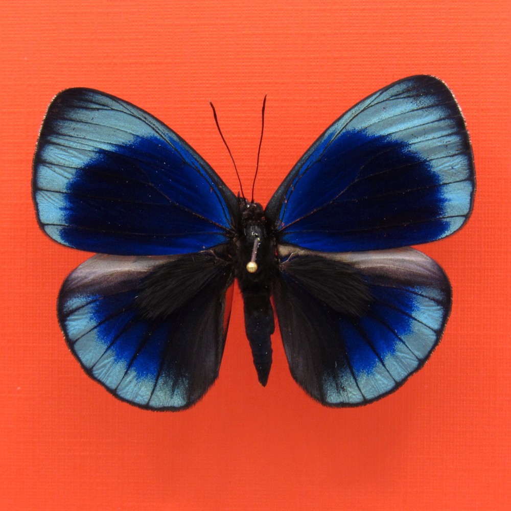 Real mounted butterfly - Asterope leprieuri - A1