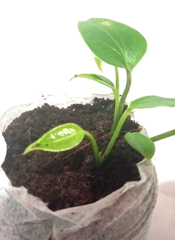 Coco Pellets Coco Peat Coco Plug Set Growing Medium (50mm ) Coco Disc 25 Pcs