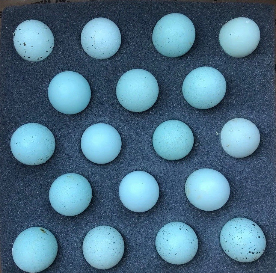 36 Celadon Blue Coturnix Quail Hatching Eggs - 100% BLUE