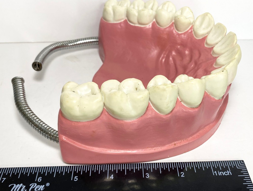 VTG Large Dental Teeth Hygiene Model typodont hinge