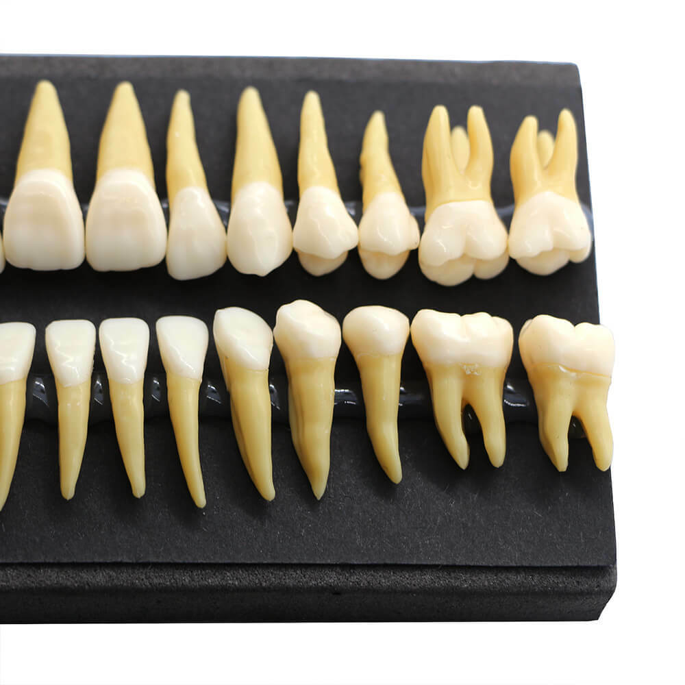 28Pcs 1:1 Permanent Teeth Demonstration Model, Teaching Study Tool