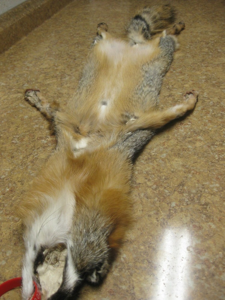 Tanned Grey Fox Damaged #0011963 Row A-1