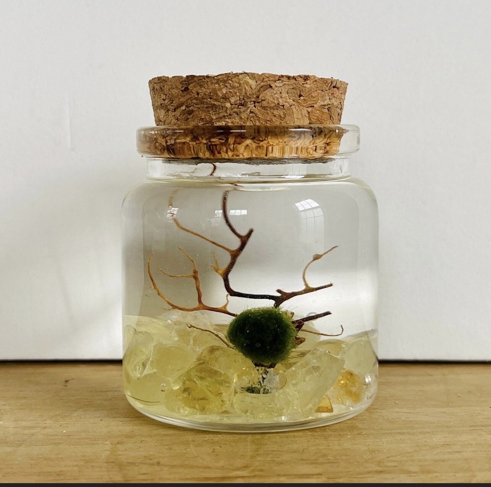 Marimo Moss Ball Terrarium