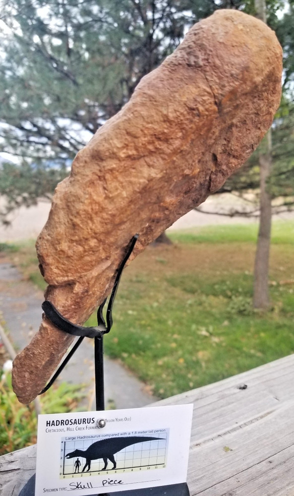 Nice Hadrosaurus Skull Section Fossil Specimen Cretaceous Hell Crk MT Recent Dig