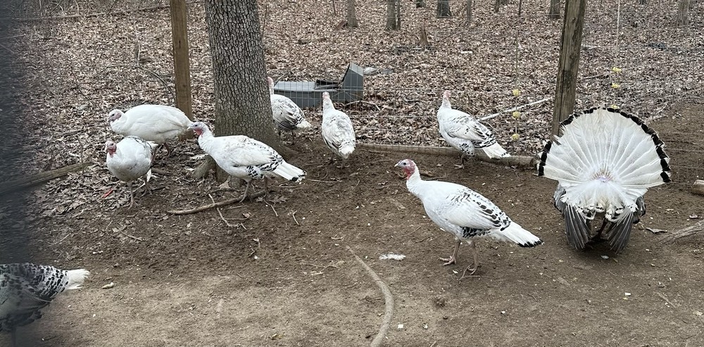 6 Royal Palm Turkey Hatching Eggs