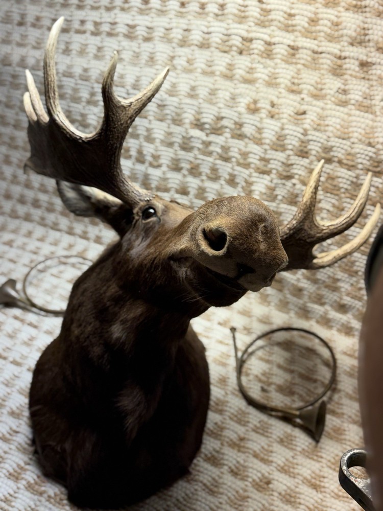 Shoulder Mount Moose