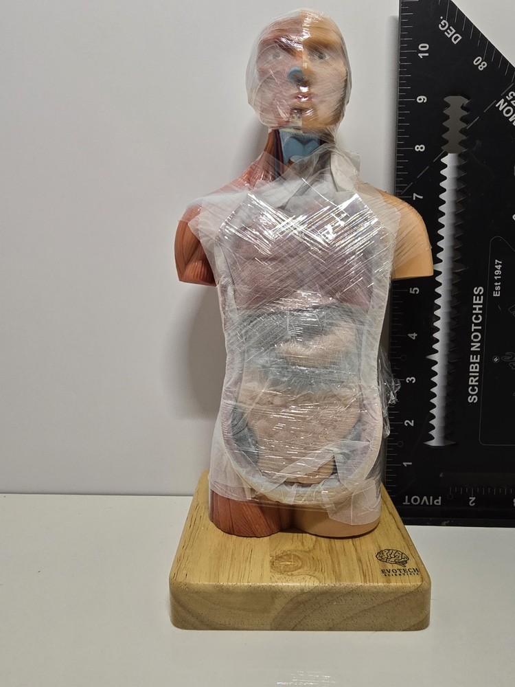 Evotech Mini Human Torso 10 inch Science Learning School