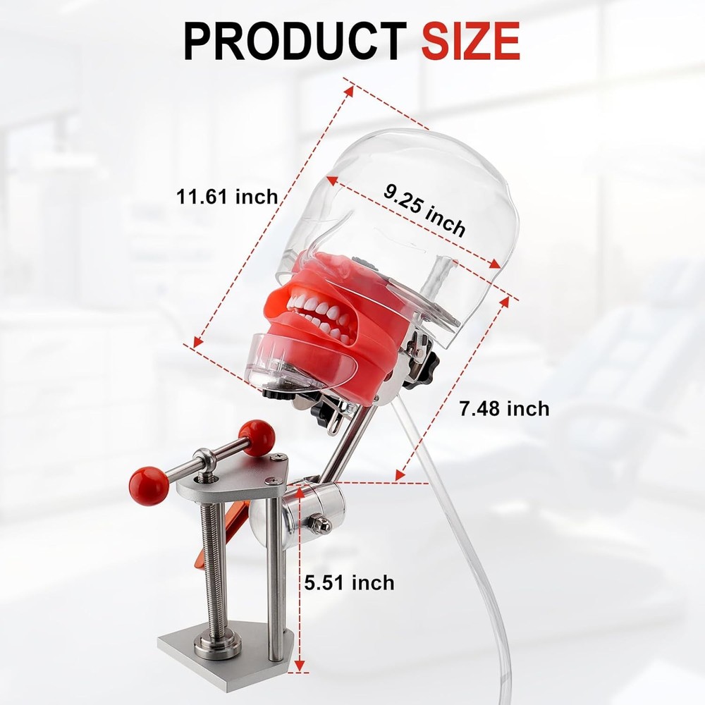 Dental Simulator Mannequin Head Dental Teeth Model Teaching Practicing Head Mold