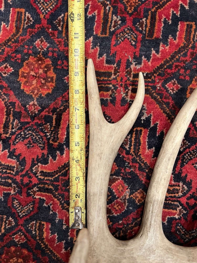 Three Large Wild Whitetail Antler Sheds
