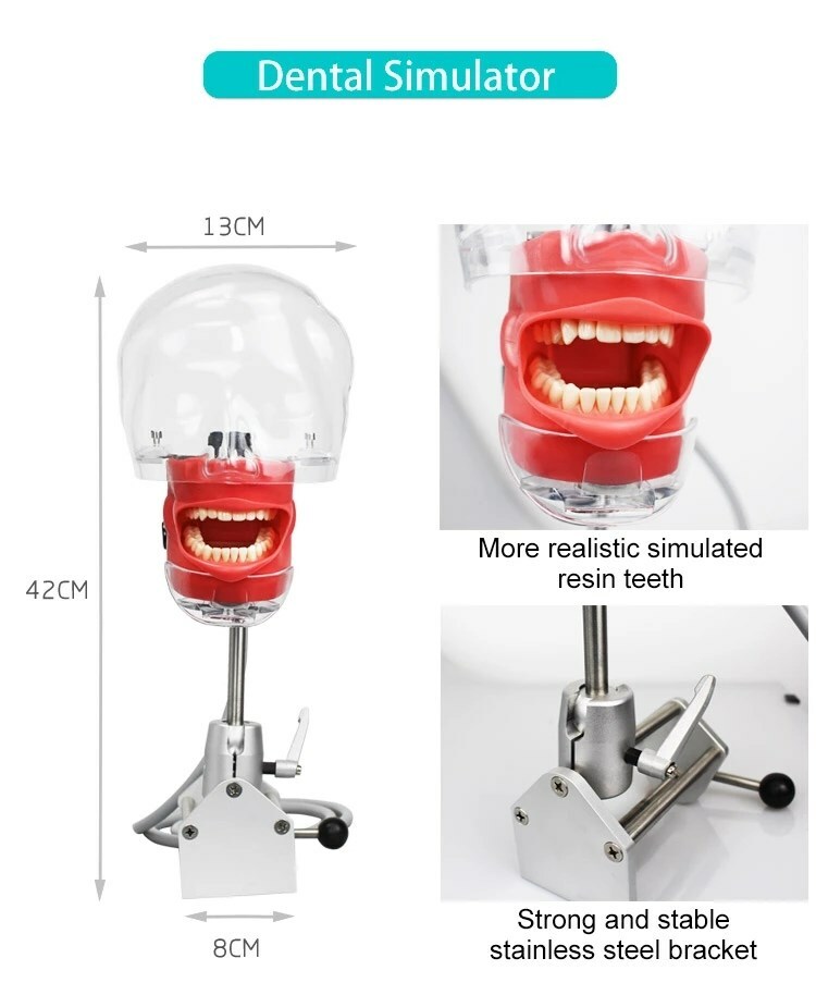 Dental Simulator Manikin Phantom Head Model with Replaceable Teeth Model USSTOCK