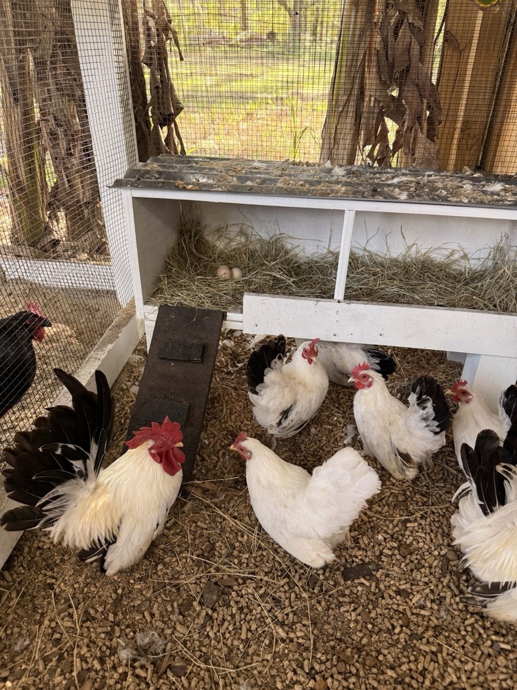 8 Japanese bantam hatching eggs