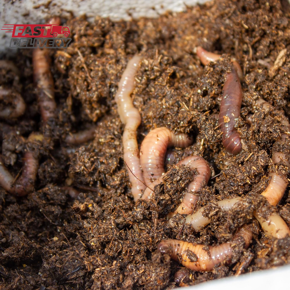 Magic Products Buss Worm Bedding, 5-Pound,Black