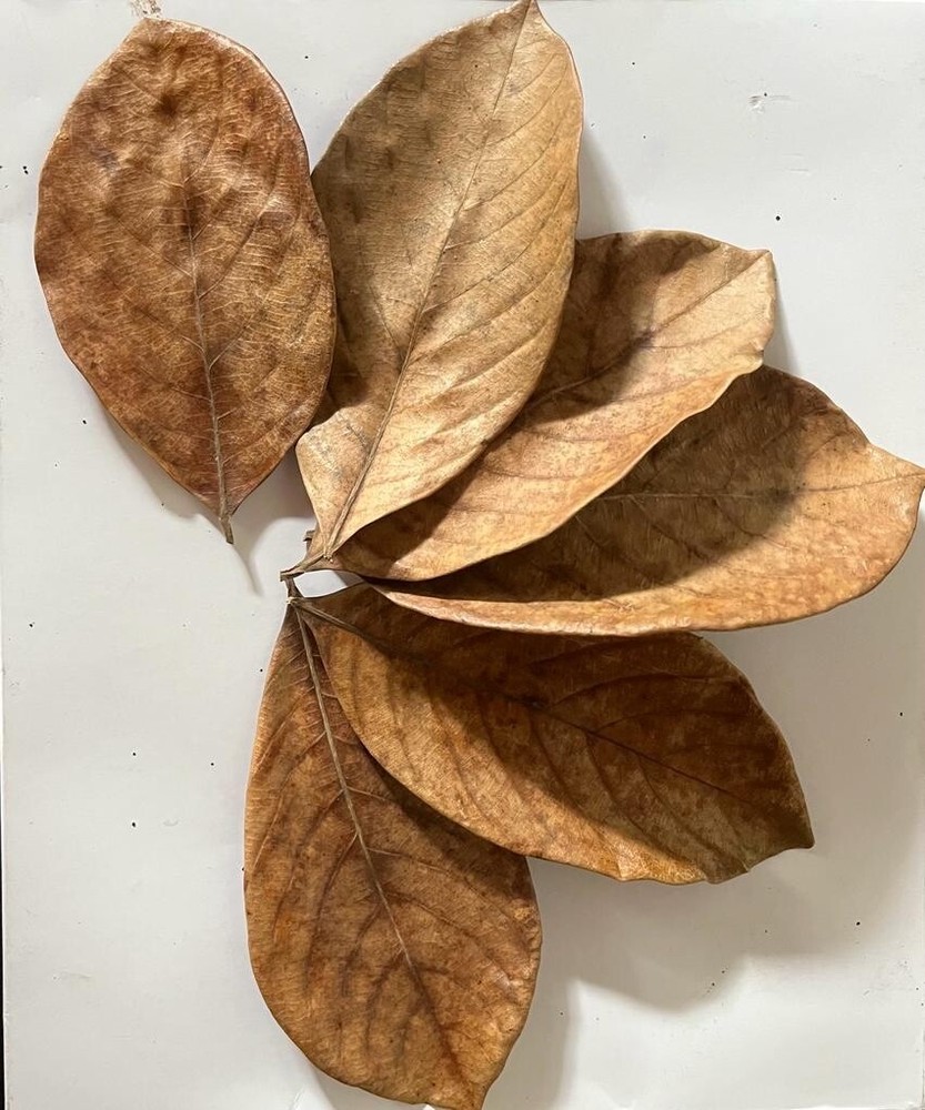 Jack fruit leaves