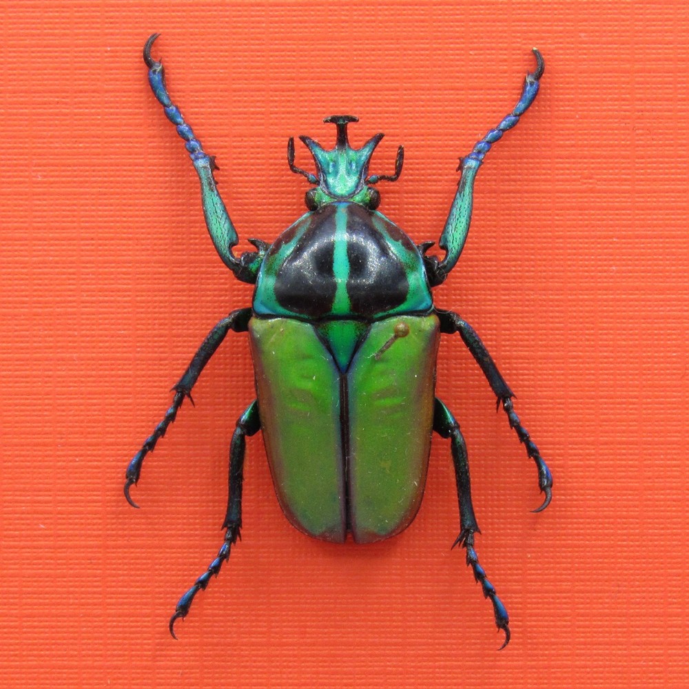 Real mounted beetle - Neptunides polychrous - A1