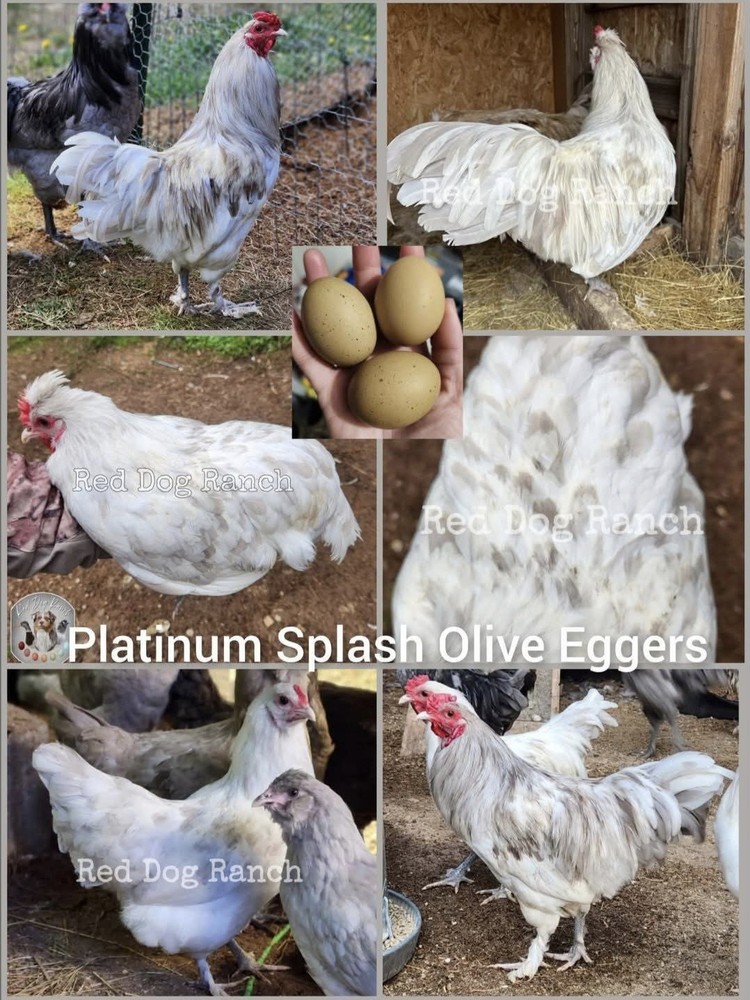 12+ *ULTRA RARE* Platinum/Dun Splash Olive Egger Hatching Eggs!!