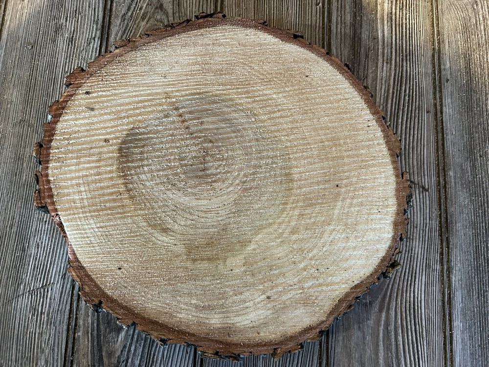 Maple Log Slice Approximately 10 Inches Diameter