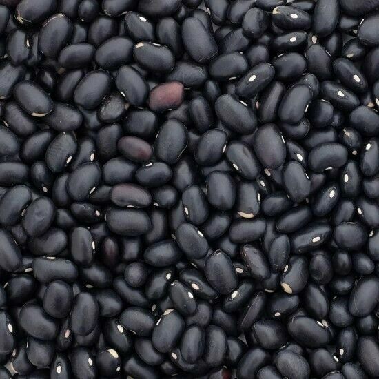 Black Turtle Bean