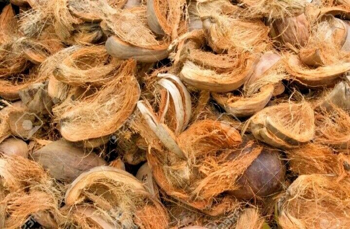 250g ICoconut husk chips Anthurium & Orchid growing method compost media