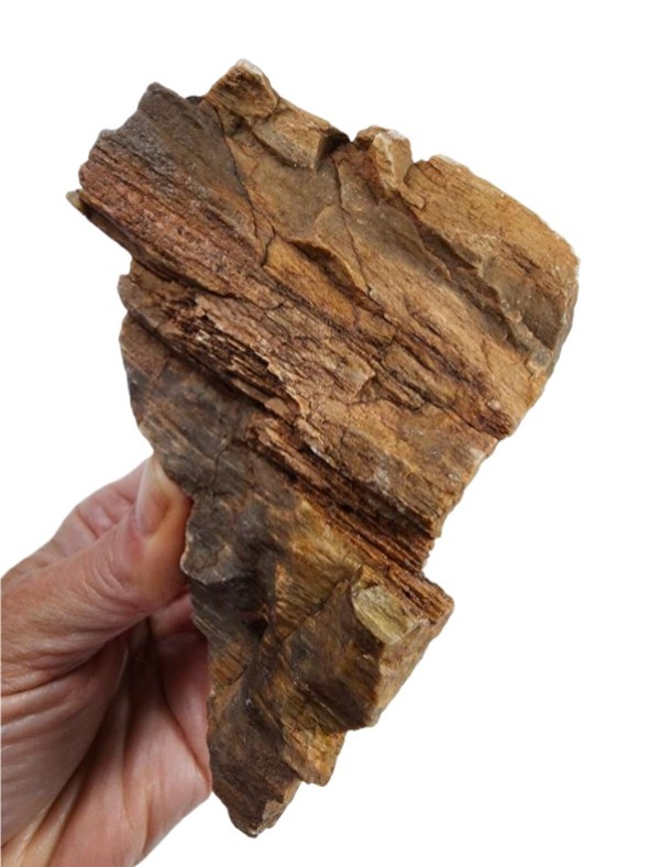 Petrified Wood Rough 1lb.