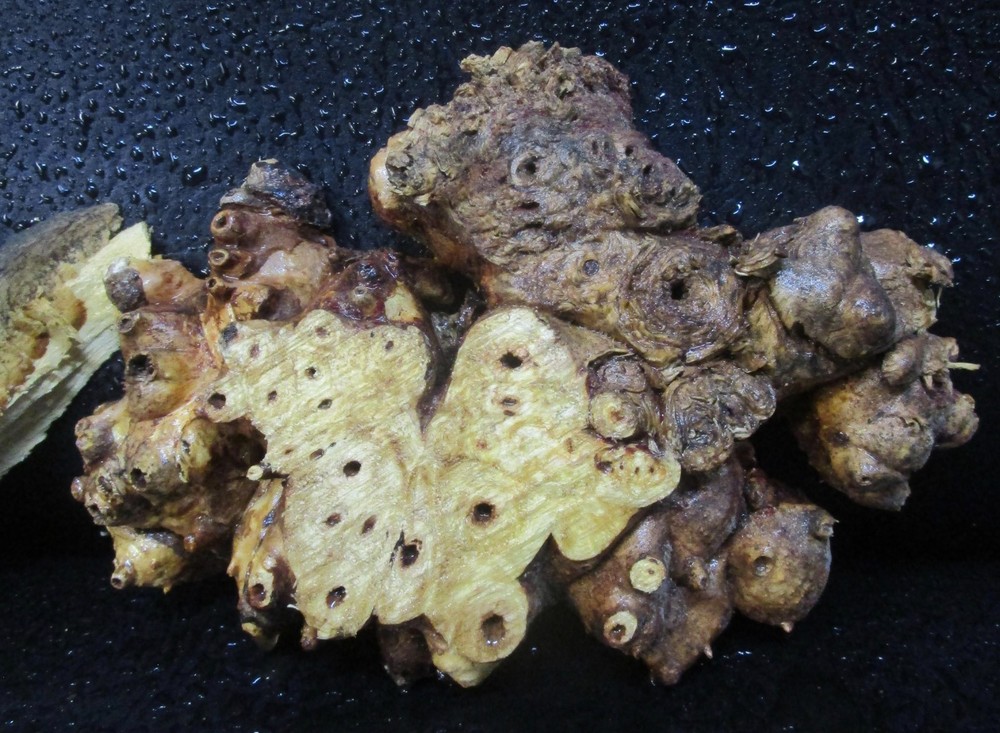 3pc Buckeye Burl slabs/cut offs #D558 assorted sizes