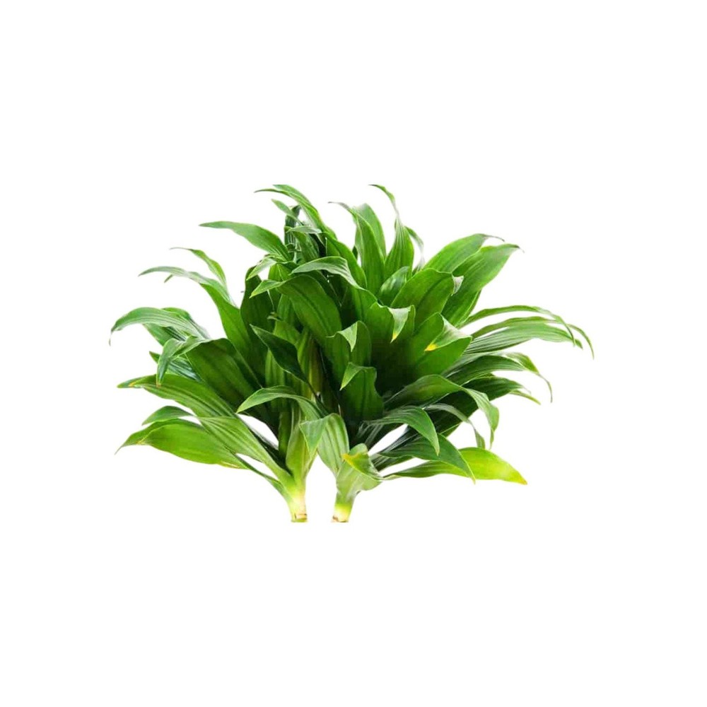 Janet Craig Pineapple Plant Dracaena Compacta