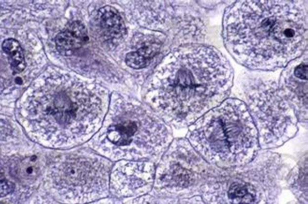 ABGIL Mitosis Cell Division Microscopic Slides