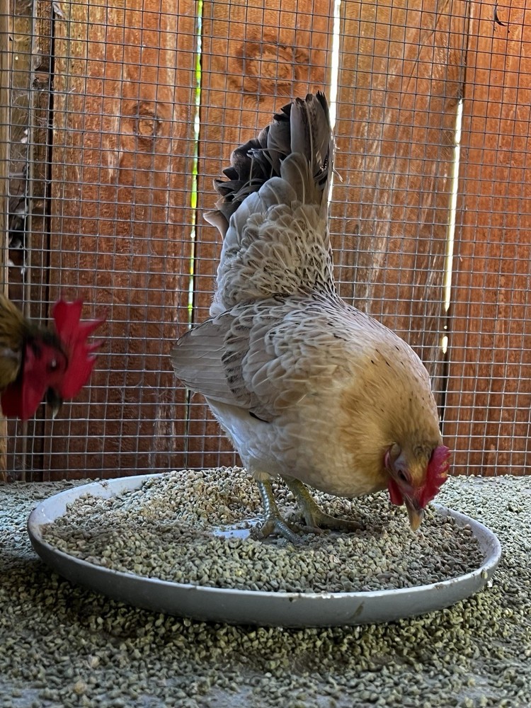 6+ Serama Teacup Chicken Hatching Eggs
