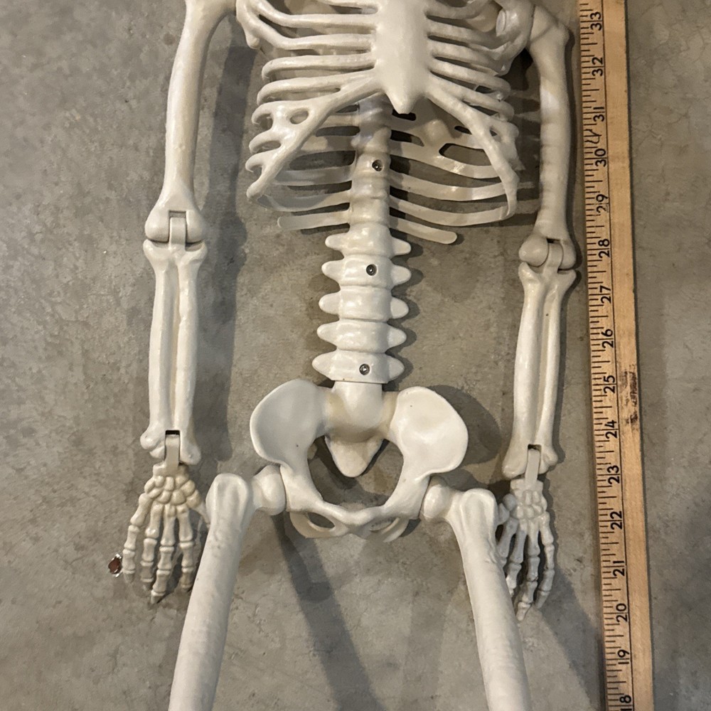 36" Poseable Bone Skeleton Halloween Decorative Prop Off-White -
