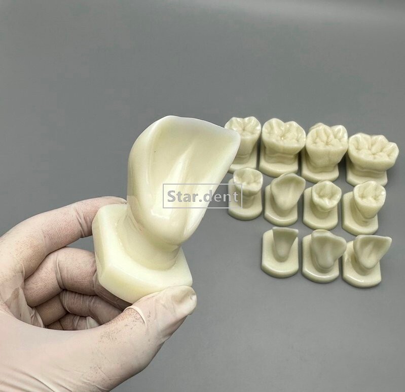 Dentist Teeth Form anotomical Models Dental Students Tooth Structure Comparison