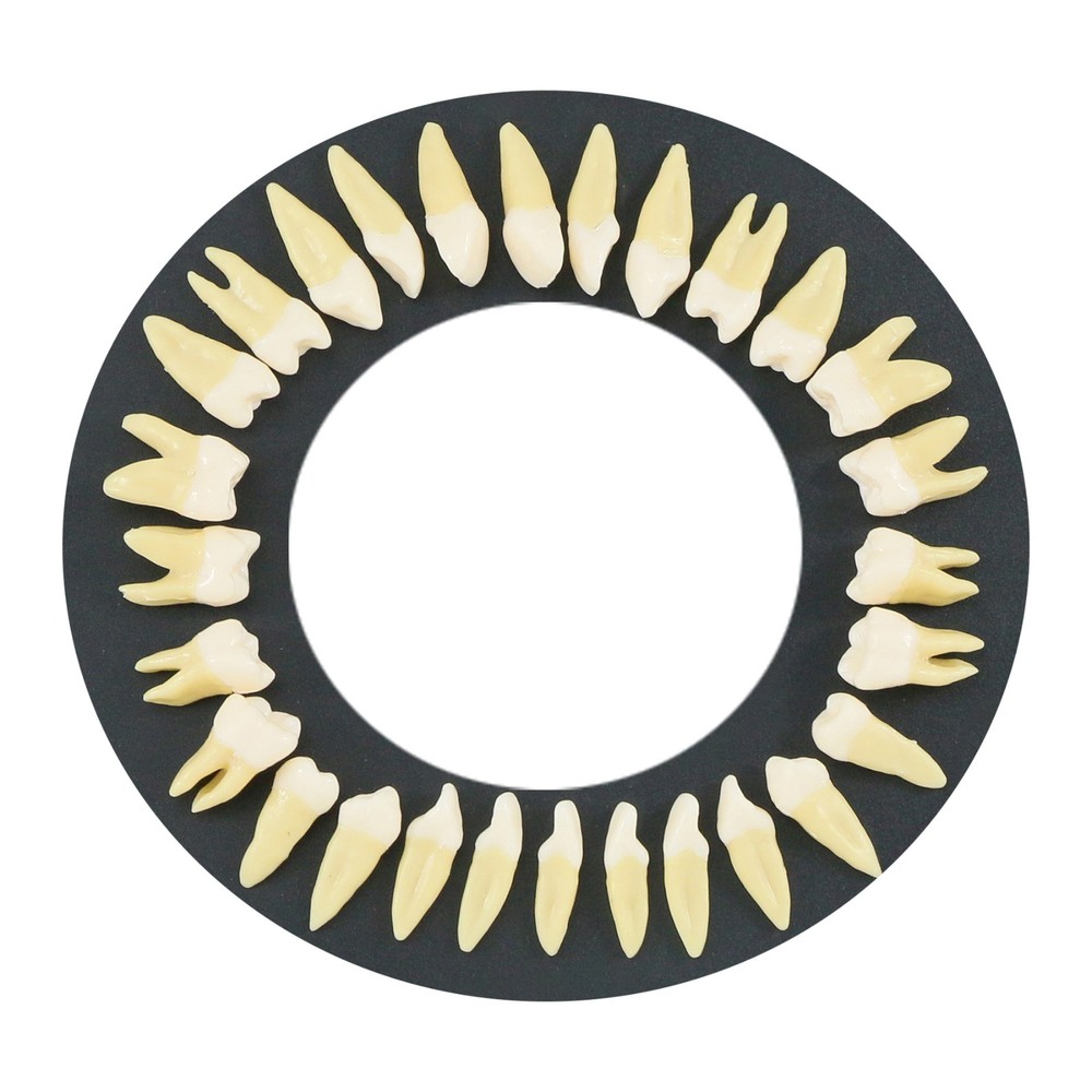 M7021 Standard Replacement Teeth 28Pcs Training Demonstration Study Teeth