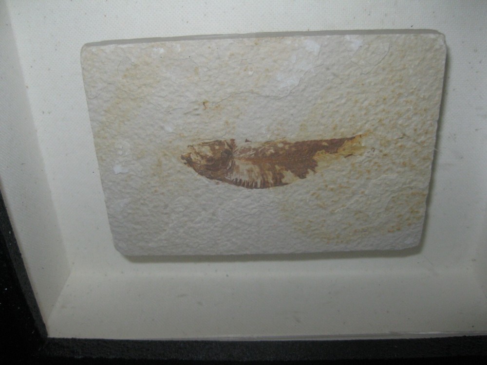 Framed Fossilized Fish Specimen
