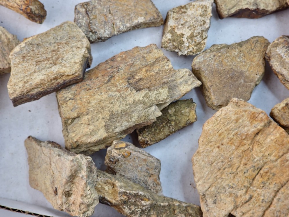 Lance Formation Dinosaur Bone Projects (Triceratops Frill?) - WY